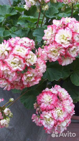 Пеларгония герань