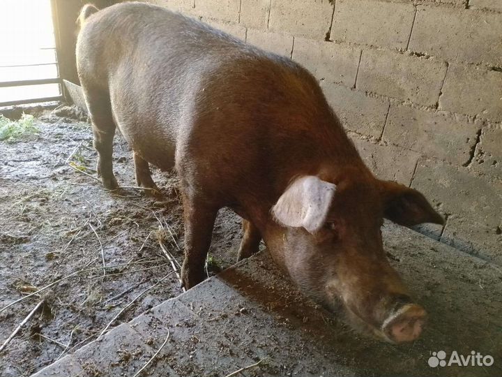 Поросята
