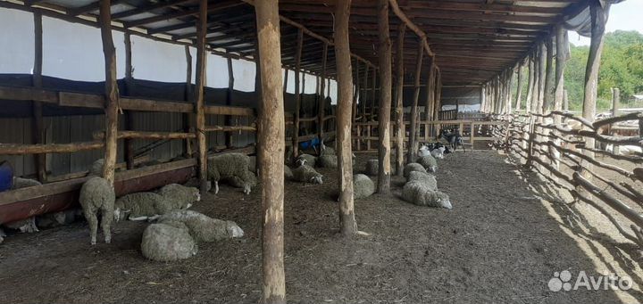 С/х животные