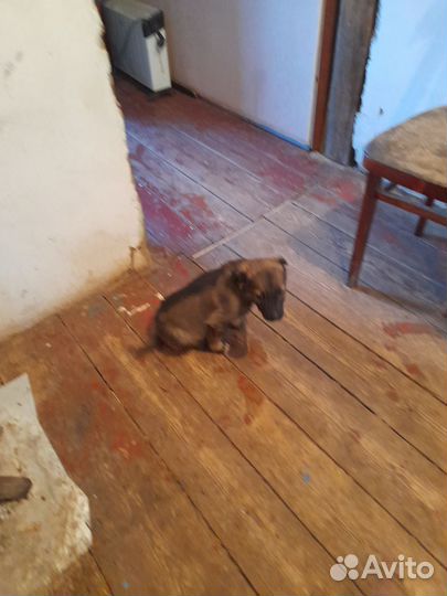 Собака в добрые руки отдам бесплатно