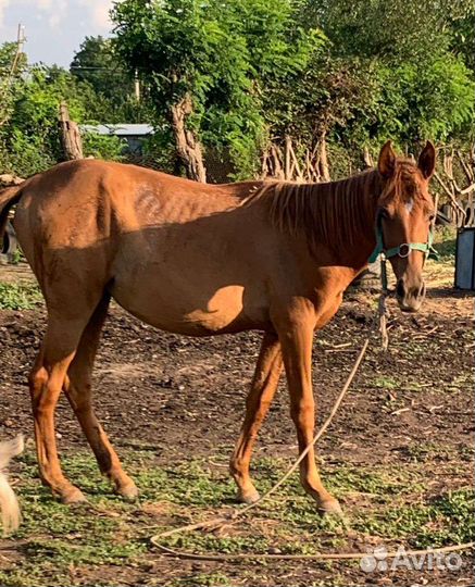 Лошадь кобыла