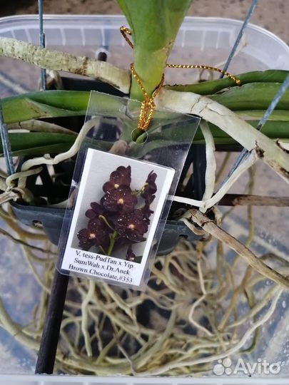 Орхидея ванда