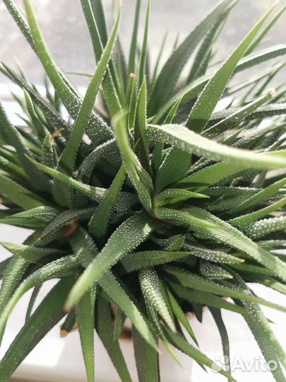 Суккуленты хавортия