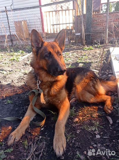 Немецкая овчарка