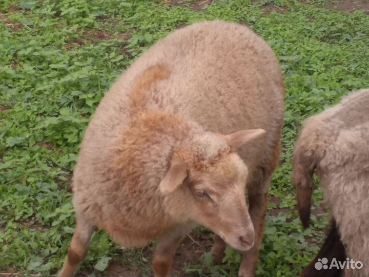 Овцы бараны ягнята романовские, суффолк, дорпер