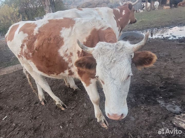 Телки стельные