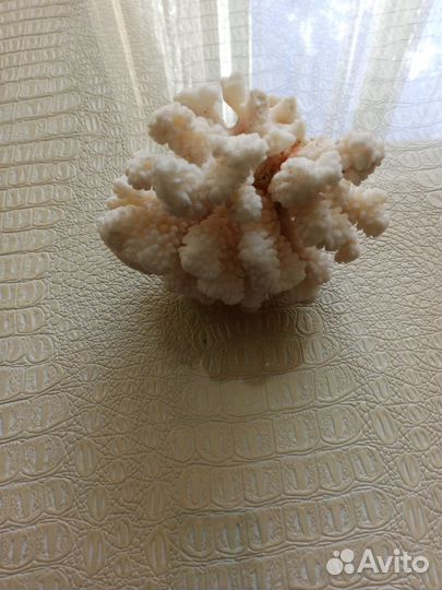 Морской коралл