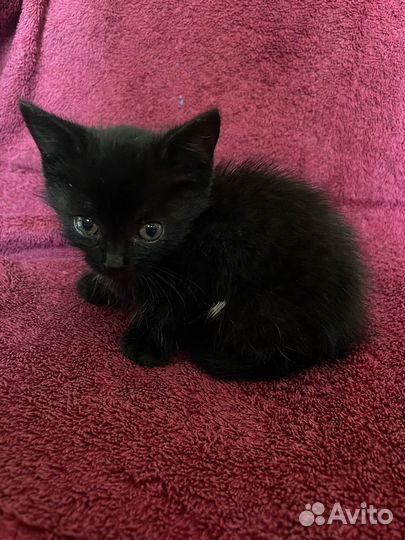 Котенок в добрые руки