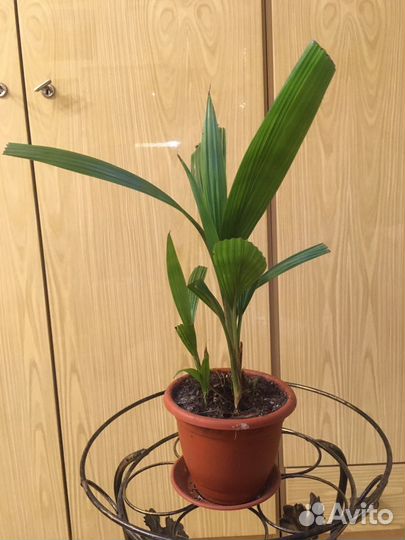 Комнатные растения, цветы