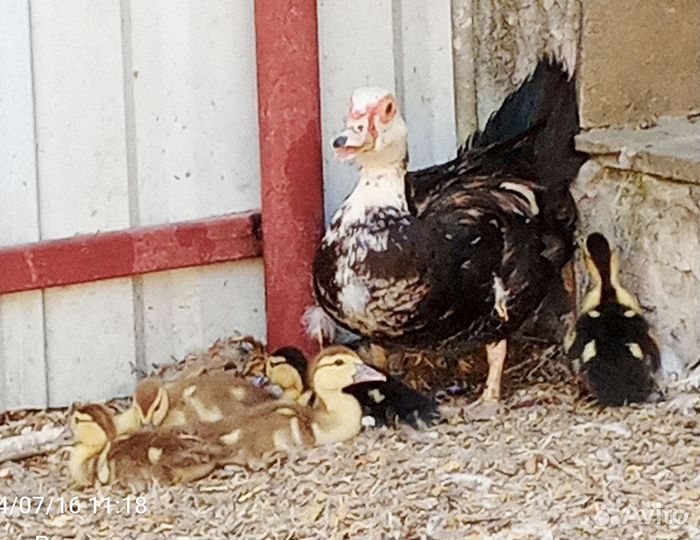 Мускусные утята, утки и селезень