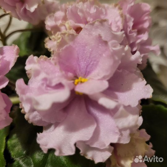 Сортовые фиалки