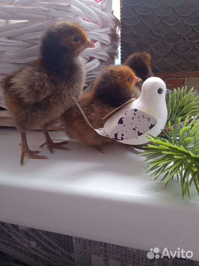 Цыплята.И/Я Мускусной индоутки