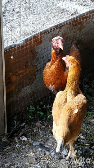 Бойцовые куры