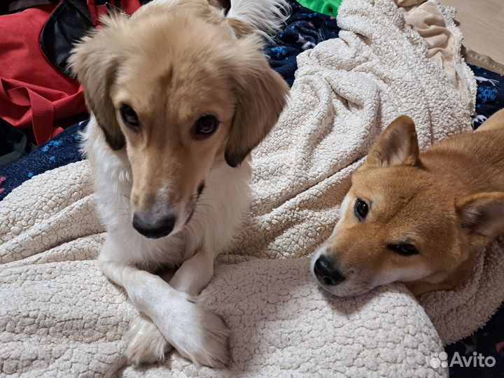 Кинолог/догситтер/выгульщик/ноузворк