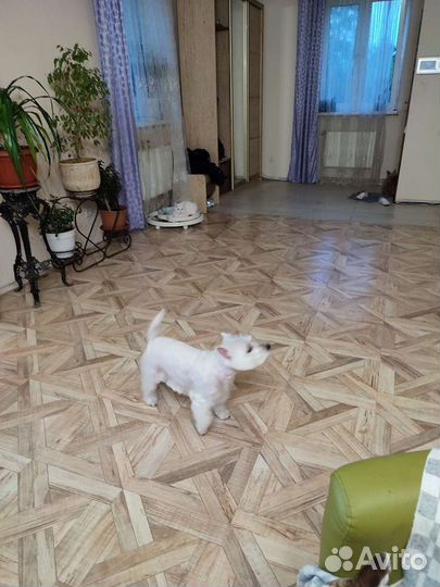 Ищем кобеля для вязки