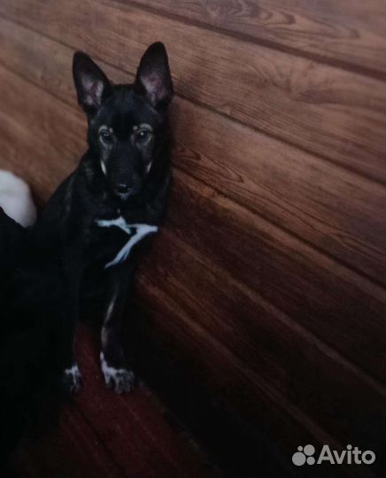 Щенок в добрые руки