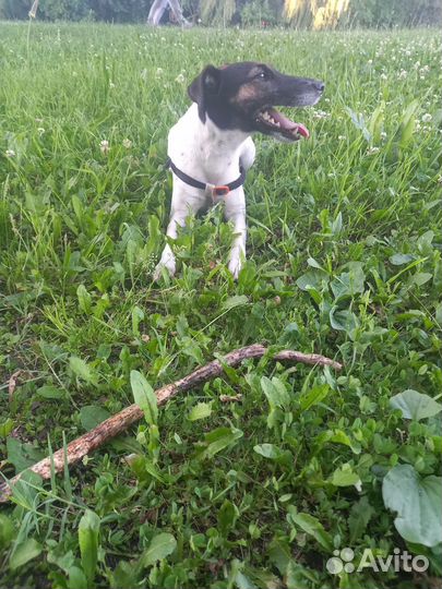 Продаются щенки Гладкошерстного Фокстерьера