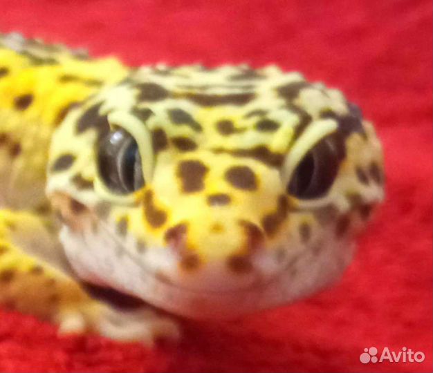 Геккон эублефар