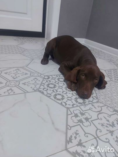 Щенки курцхаара