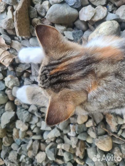 Трехцветная кошечка