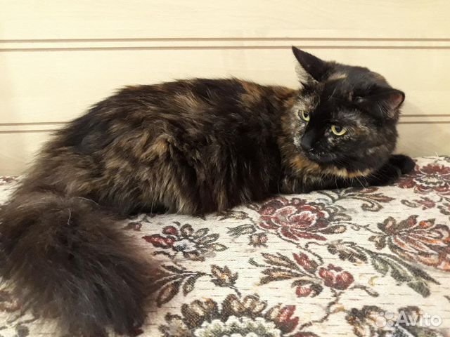 Кошка Тата ищет дом, стерилизована, котят не будет