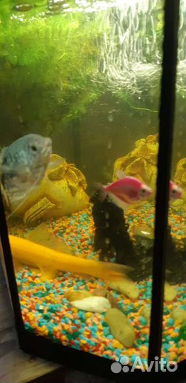 Аквариум 30 литров