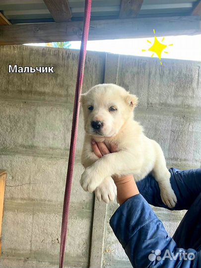 Щенки Алабая