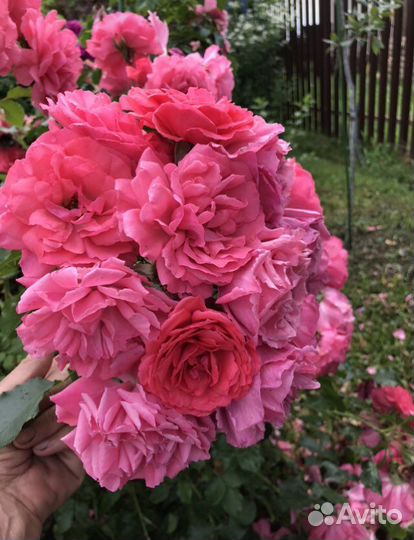 Роза плетистая Байкал, Rosarium ueterser, парковая