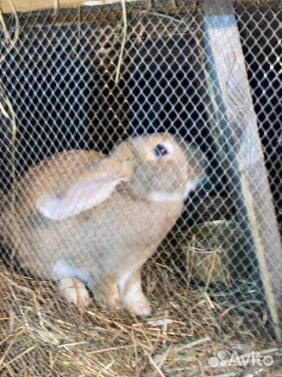 Кролики мясных пород