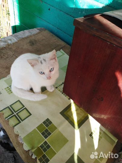 Кошки в дар