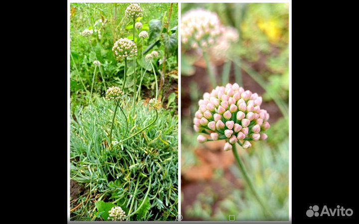 Луковичные для сада