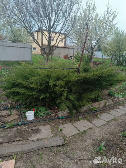 Можжевельник