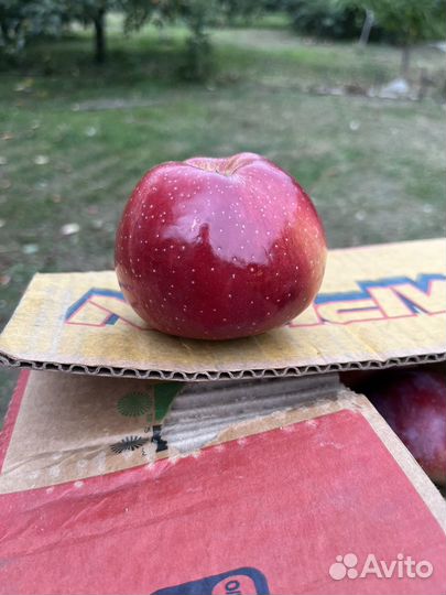 Яблоки домашние