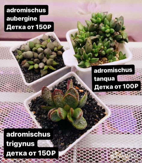 Суккуленты