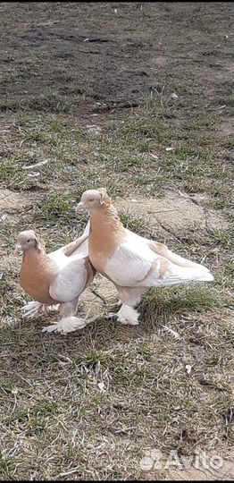 Голуби Ленинаканци и турецкая такла