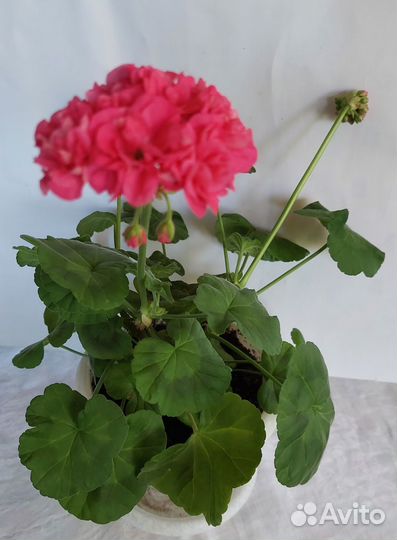 Пеларгония, герань