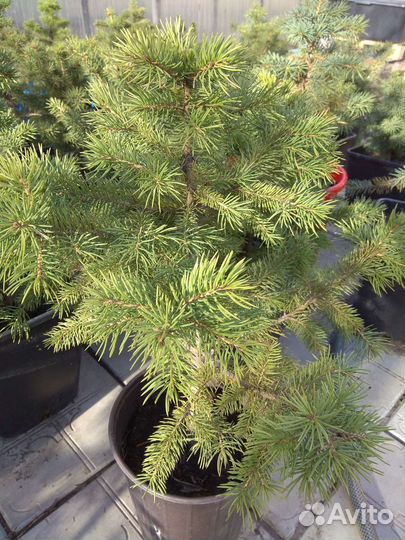 Саженцы ели