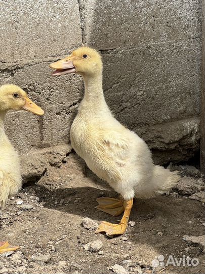 Утка стар 53