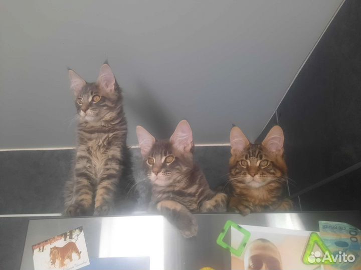 Котята мейн-кун