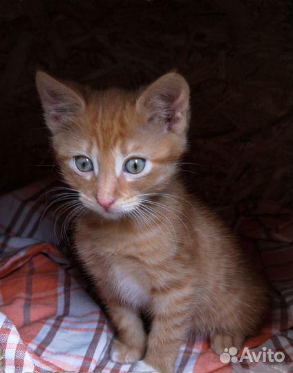 Отдам котика в добрые руки