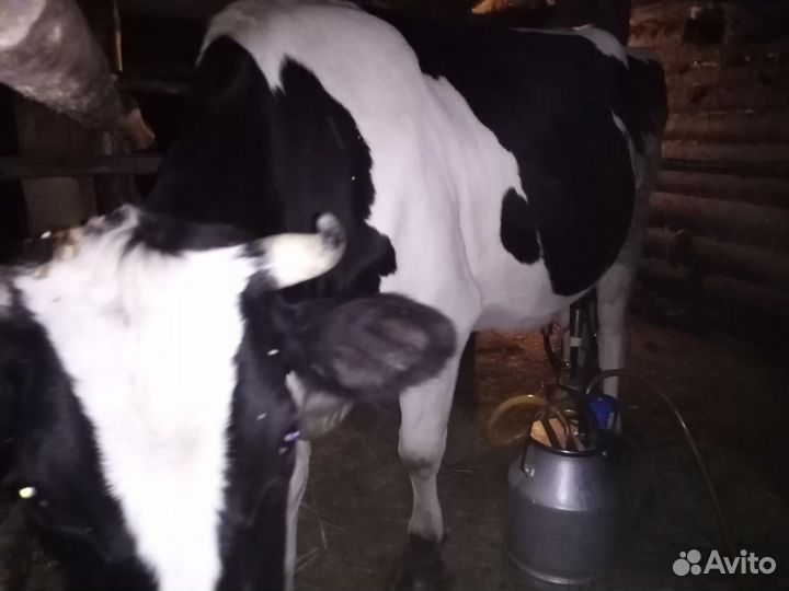 Высоко убойные коровы