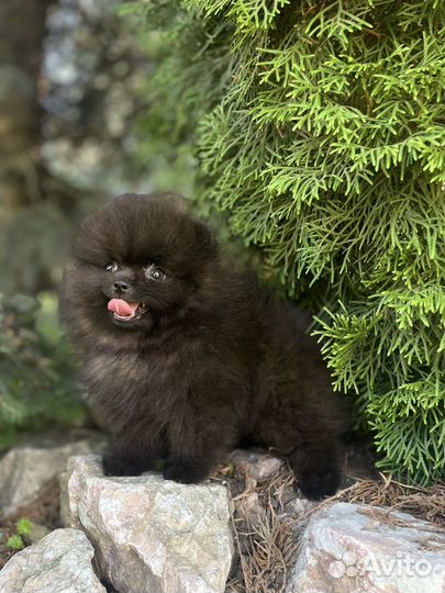 Супер мишки