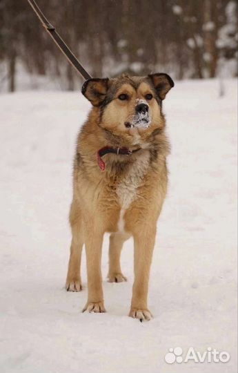 Моня в добрые руки