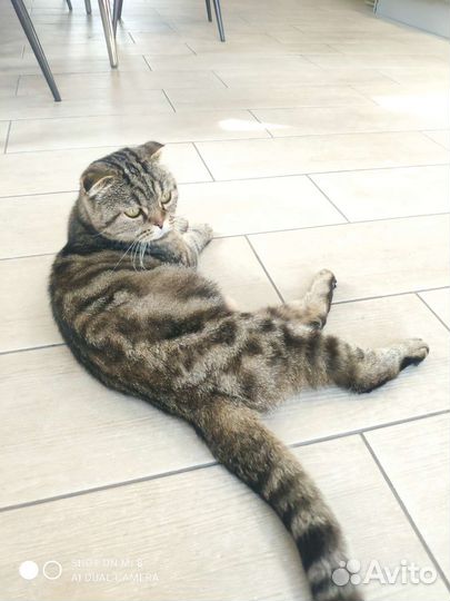 Шотландская вислоухая кошка