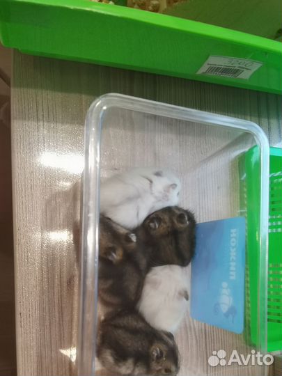 Джунгарский хомяк