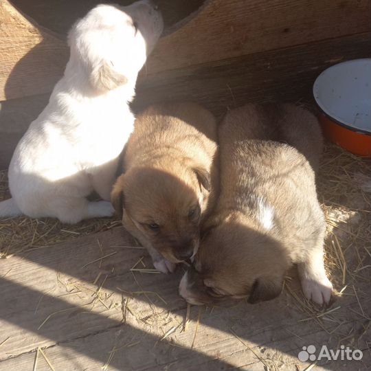 Отдам в добрые руки щенка лайки