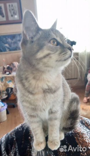 Котенок в добрые руки