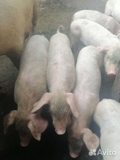 Поросята ландрас