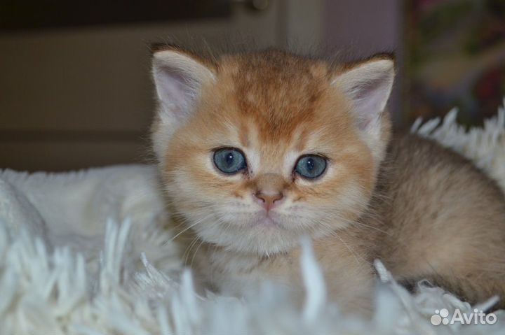 Британский золотой кот
