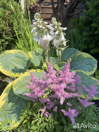 Астильба и лилейники